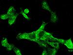 Cytokeratin 5 Antibody in Immunocytochemistry (ICC/IF)