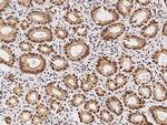 p38 MAPK alpha Antibody in Immunohistochemistry (Paraffin) (IHC (P))