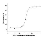 VEGF Antibody in Neutralization (Neu)