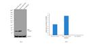 beta-2 Microglobulin Antibody in Western Blot (WB)