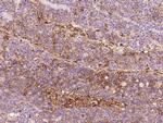 beta-2 Microglobulin Antibody in Immunohistochemistry (Paraffin) (IHC (P))