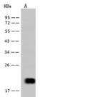 IL-5 Antibody in Western Blot (WB)