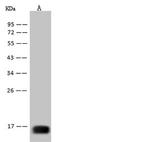 West Nile Virus Envelope (Domain III) (lineage 1, strain NY99) Antibody in Western Blot (WB)