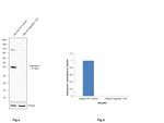 Arginase 1 Antibody