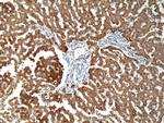 CPS1 Antibody in Immunohistochemistry (Paraffin) (IHC (P))