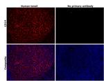 CD14 Antibody in Immunohistochemistry (Paraffin) (IHC (P))