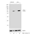 c-Fos Antibody