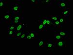 H3K4me2 Antibody in Immunocytochemistry (ICC/IF)