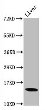 H3K9me2 Antibody in Western Blot (WB)