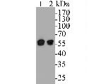 DFNA5 Antibody in Western Blot (WB)