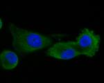 RUVBL2 Antibody in Immunocytochemistry (ICC/IF)