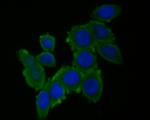 RUVBL2 Antibody in Immunocytochemistry (ICC/IF)