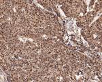 UBA3 Antibody in Immunohistochemistry (Paraffin) (IHC (P))