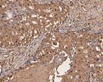 UBA3 Antibody in Immunohistochemistry (Paraffin) (IHC (P))