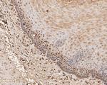 UBA3 Antibody in Immunohistochemistry (Paraffin) (IHC (P))