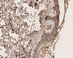 UBA3 Antibody in Immunohistochemistry (Paraffin) (IHC (P))