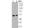 UBA3 Antibody in Western Blot (WB)