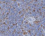 Annexin A3 Antibody in Immunohistochemistry (Paraffin) (IHC (P))