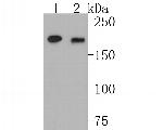 DNMT1 Antibody in Western Blot (WB)