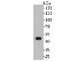 Cytokeratin 20 Antibody in Western Blot (WB)