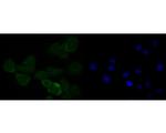 HMGB2 Antibody in Immunocytochemistry (ICC/IF)