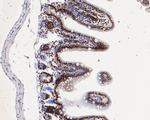 HMGB2 Antibody in Immunohistochemistry (Paraffin) (IHC (P))