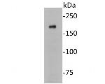 CASPR Antibody in Western Blot (WB)