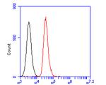 CASK Antibody in Flow Cytometry (Flow)