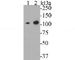 CASK Antibody in Western Blot (WB)