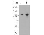 CASK Antibody in Western Blot (WB)