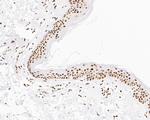 NuMA Antibody in Immunohistochemistry (Paraffin) (IHC (P))