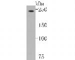 NuMA Antibody in Western Blot (WB)