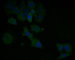 NuMA Antibody in Immunocytochemistry (ICC/IF)