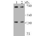 NuMA Antibody in Western Blot (WB)