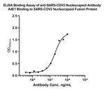 SARS-CoV-2 Nucleocapsid Antibody in Western Blot (WB)