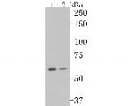 GADD34 Antibody in Western Blot (WB)