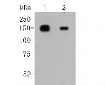 CD249 Antibody in Western Blot (WB)