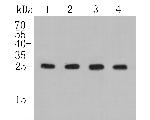 BAG2 Antibody in Western Blot (WB)