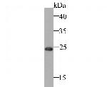 BAG2 Antibody in Western Blot (WB)