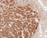 SAA4 Antibody in Immunohistochemistry (Paraffin) (IHC (P))