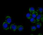 CEND1 Antibody in Immunocytochemistry (ICC/IF)