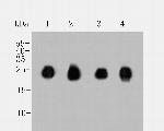 CEND1 Antibody in Western Blot (WB)