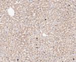 FBP1 Antibody in Immunohistochemistry (Paraffin) (IHC (P))