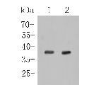FBP1 Antibody in Western Blot (WB)