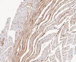 PSMD14 Antibody in Immunohistochemistry (Paraffin) (IHC (P))