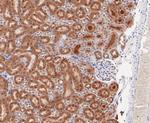 PSMD14 Antibody in Immunohistochemistry (Paraffin) (IHC (P))