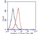 Synapsin II Antibody in Flow Cytometry (Flow)