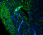 Synapsin II Antibody in Immunohistochemistry (Paraffin) (IHC (P))