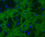 Synapsin II Antibody in Immunohistochemistry (Paraffin) (IHC (P))