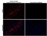 CD16 Antibody in Immunohistochemistry (Paraffin) (IHC (P))